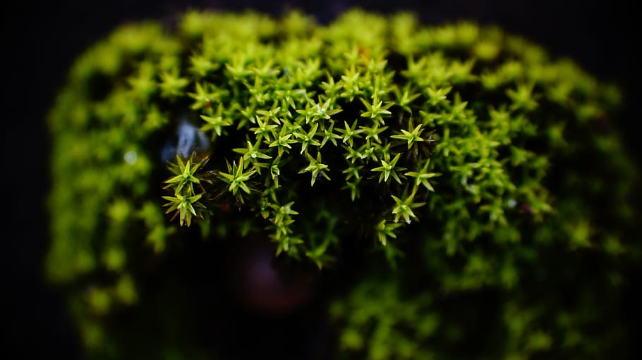 moss, macro, green, plant, green color, growth, leaf, plant part HD wallpaper
