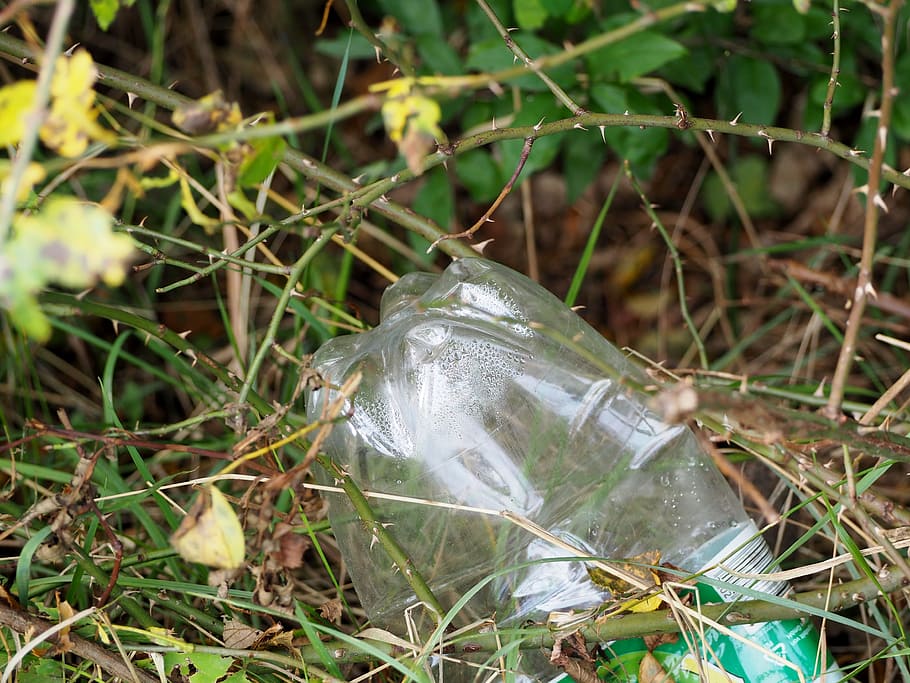 clear plastic bottle between green thorn plant during daytime HD wallpaper
