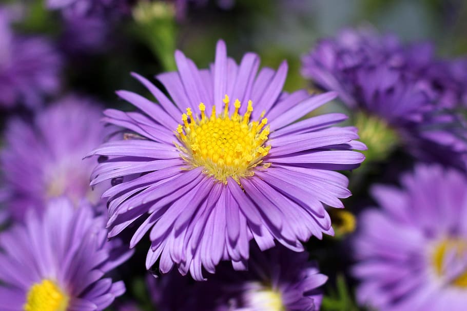 Flower, Spring, Flora, spring flower, nature, summer, plant HD wallpaper