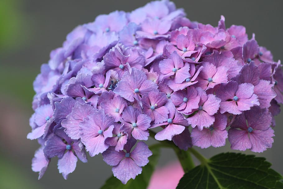 hydrangea, flower, purple, pink, blue, rainy season, plant HD wallpaper