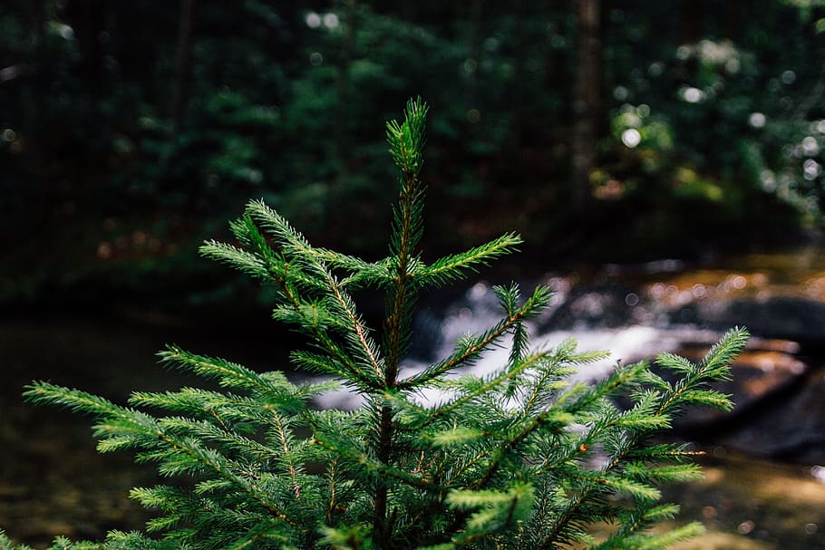 fir tree, forest, young, fresh, sprout, shoot, nature, spruce HD wallpaper
