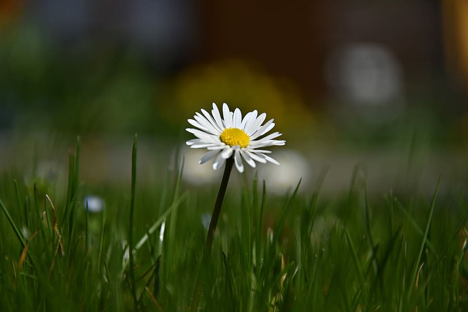 grass, nature, meadow, field, summer, flower, freshness, plant HD wallpaper
