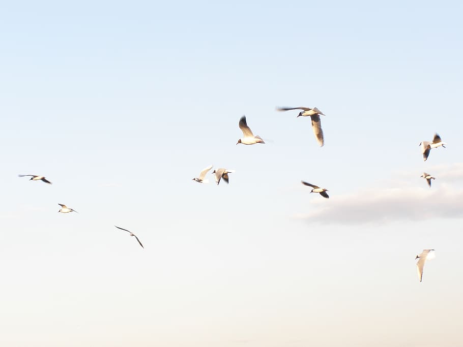 flock of birds flying in sky during daytime, seagulls, spring HD wallpaper