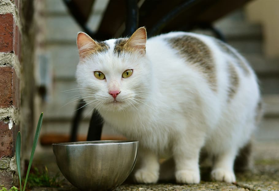 cat standing near bowl, mammal, cute, animal, pet, kitten, sit, HD wallpaper