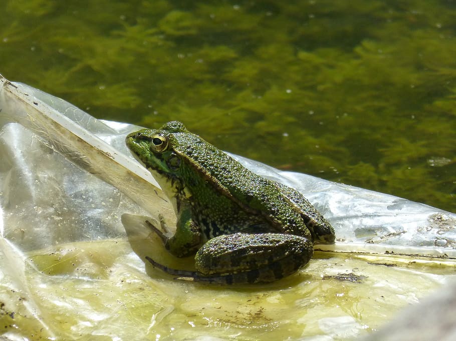 frog, plastic, raft, float, batrachian, amphibian, nature, animal HD wallpaper