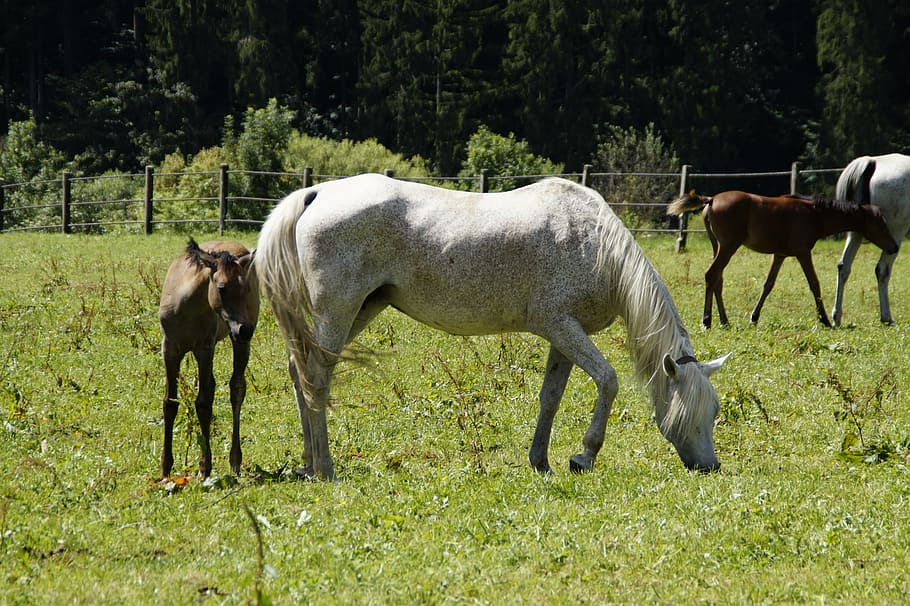 brown pony beside white horse on grass field, mares, foal, arabs HD wallpaper
