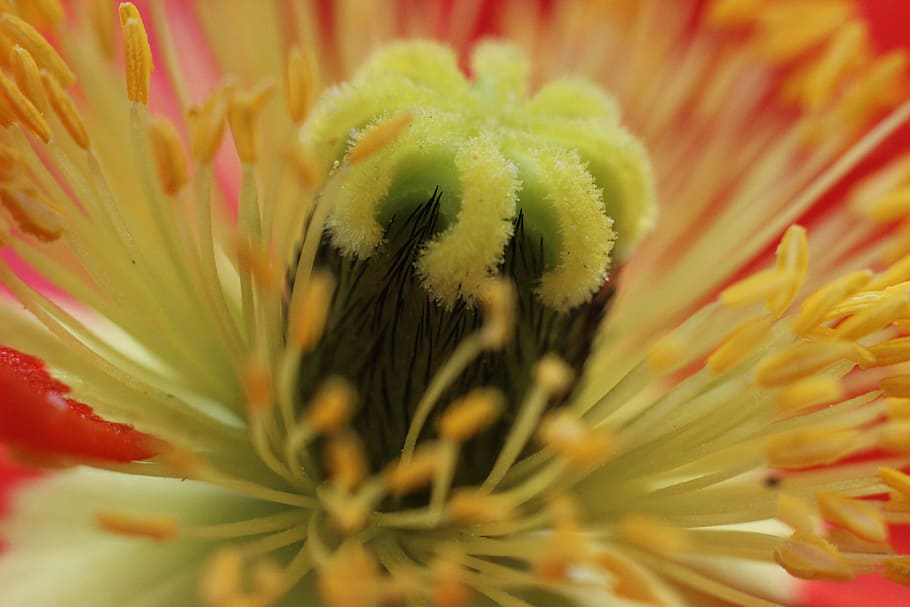Poppy, Blossom, Bloom, Spring, Flower, plant, red, stamp, yellow HD wallpaper