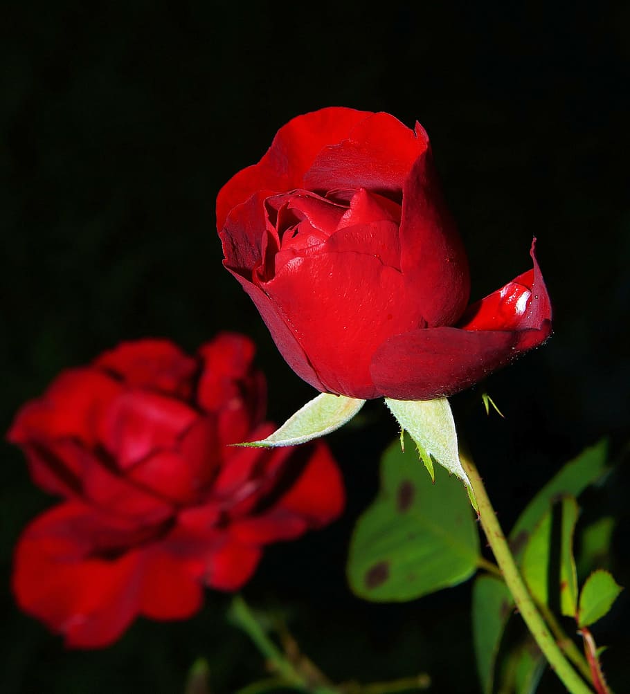 closeup photo of red rose flower, blossom, bloom, rose bloom HD wallpaper