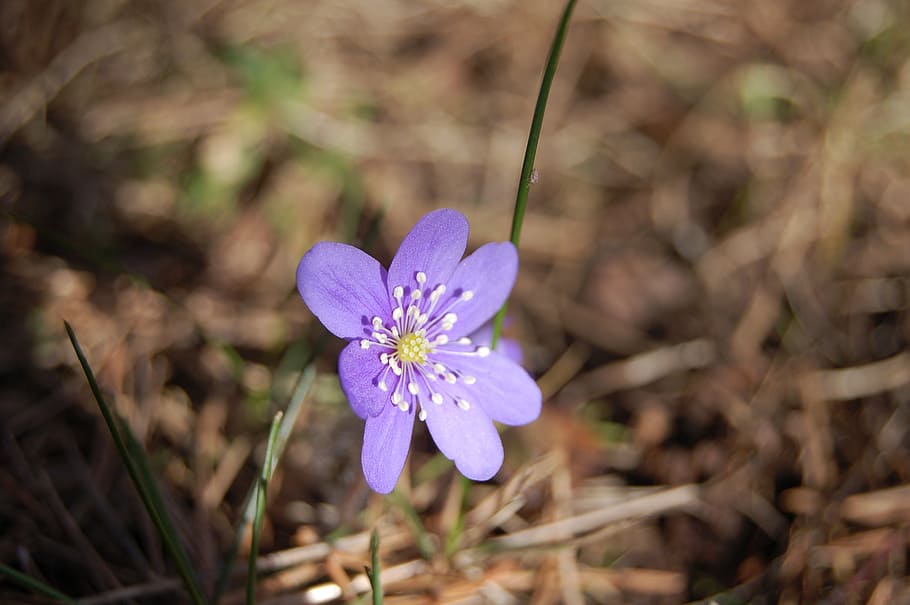 blue anemone, focus, plant, spring, flower, garden, purple HD wallpaper