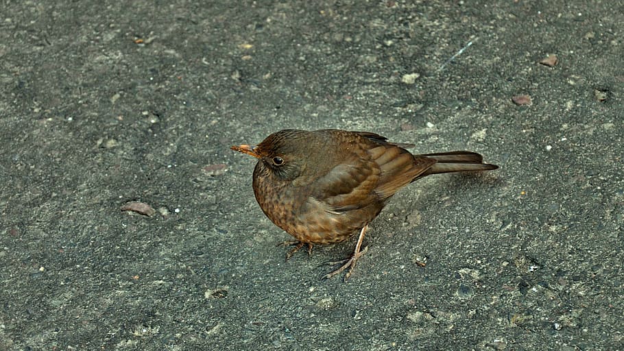 spring, bird, thrush, nature, animal, wildlife, beak, animal themes HD wallpaper