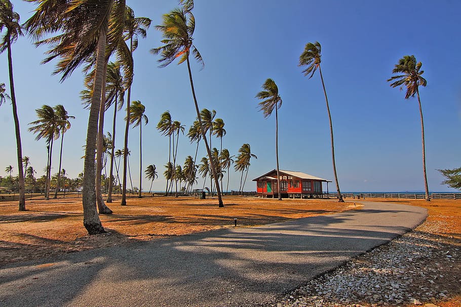 landscape, nature, sky, vacation, clouds, coconut, coconut trees