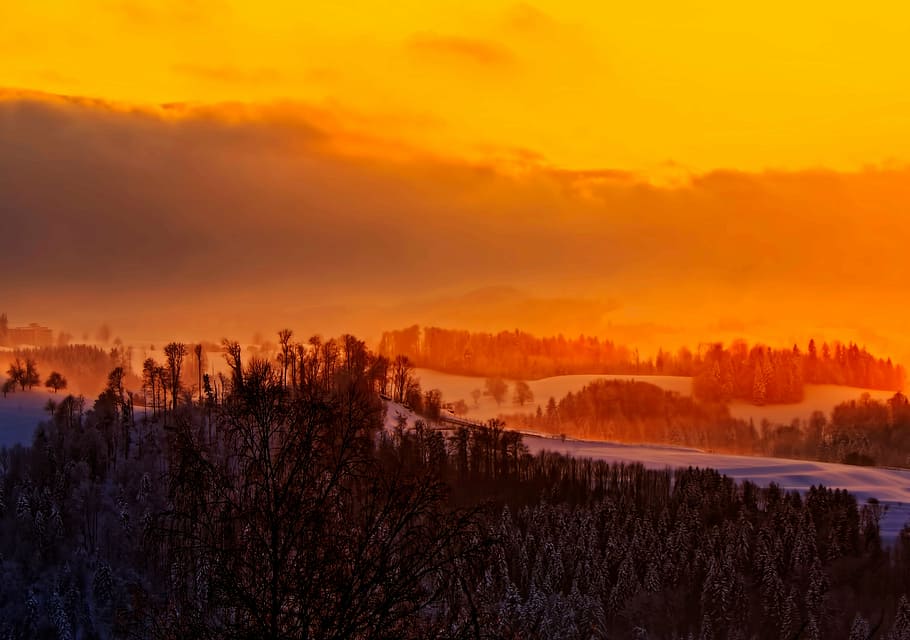 aerial photo of trees during golding hour, sunset, orange, sky HD wallpaper