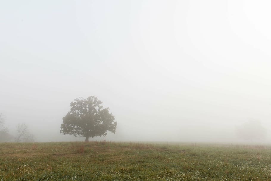 fog covered field with tree, foggy, grass, park, scene, nature, HD wallpaper