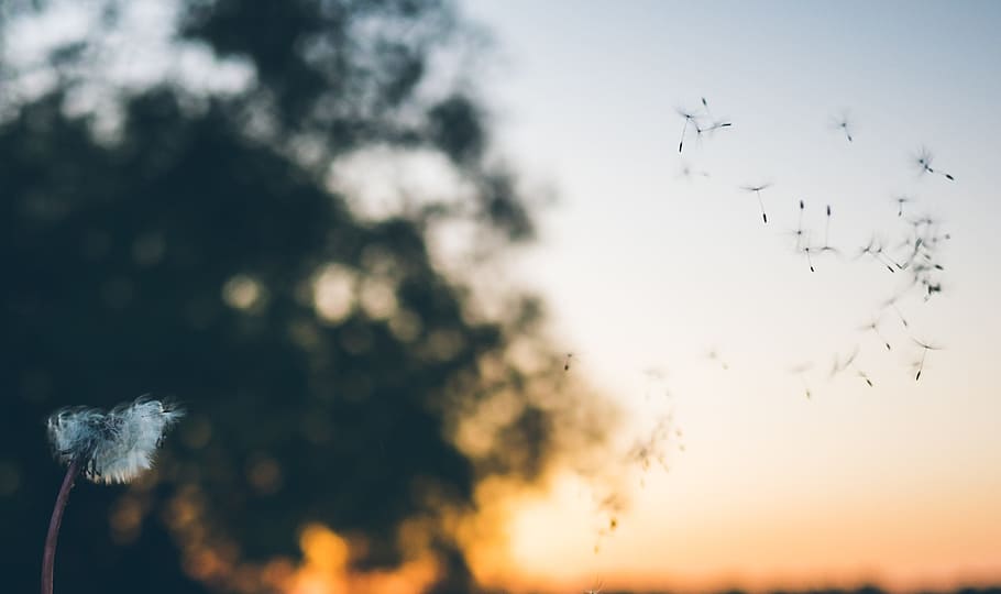 sunset, view, sky, silhouette, grass, outdoor, tree, bokeh HD wallpaper