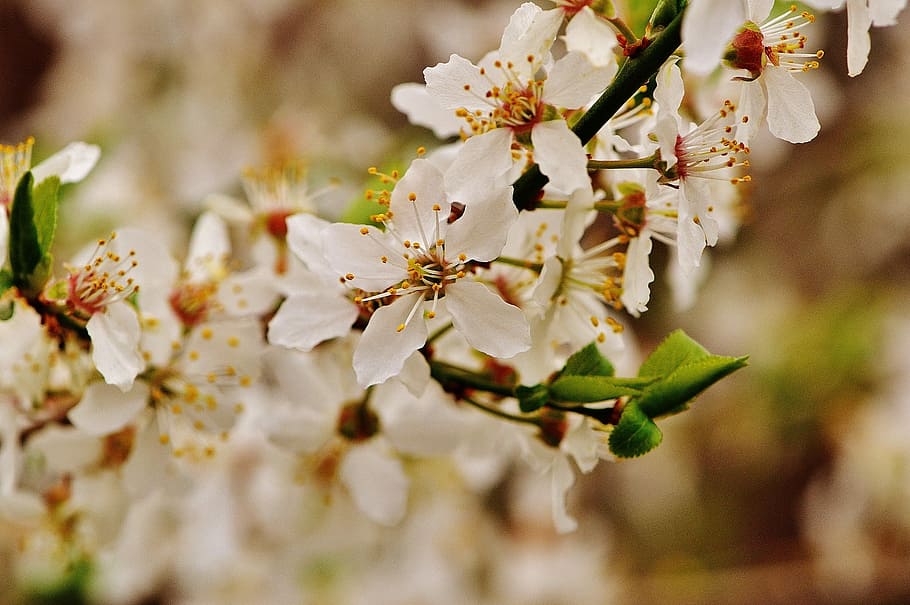 Spring, Blossom, Bloom, Nature, plant, tree, garden, white HD wallpaper