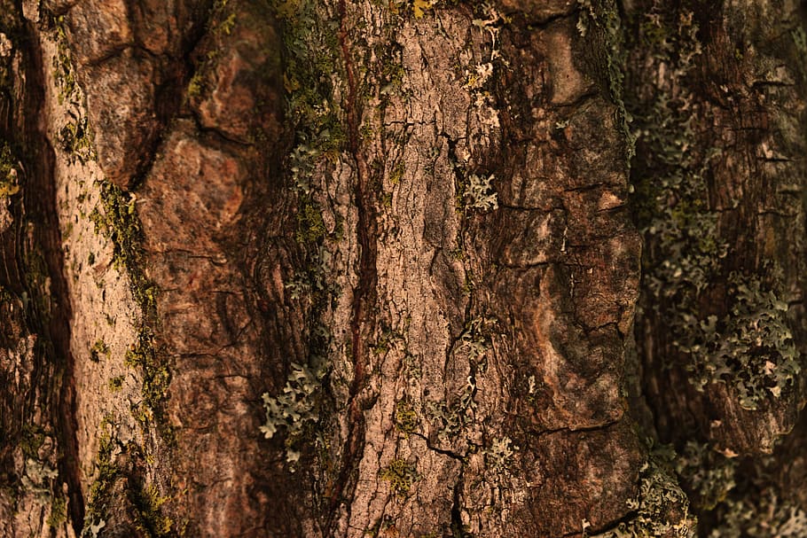 close-up photo of brown tree, brown tree bark, texture, moss HD wallpaper