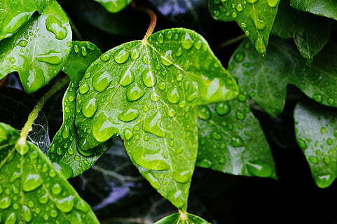 green leaf plant covered with water dew, ivy, nature, drip HD wallpaper