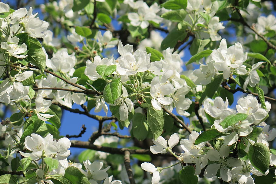 apple tree, spring, flowering plant, beauty in nature, growth HD wallpaper