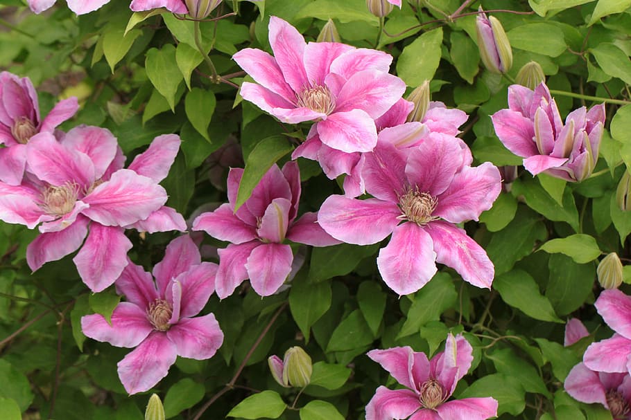pink petaled flowers at daytime, clematis, climber, blossom, bloom, HD wallpaper