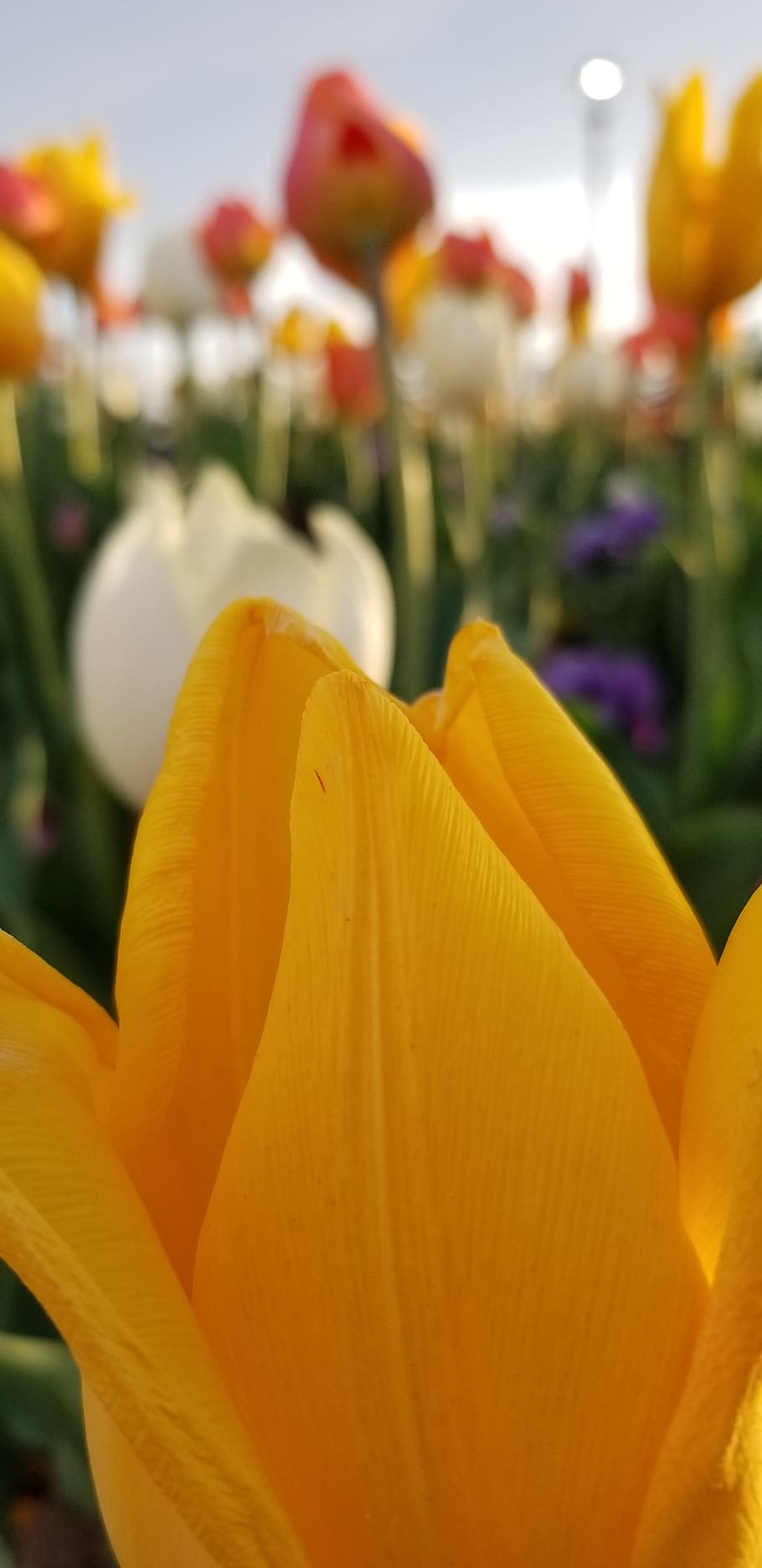 flower, tulip, yellow, flowering plant, freshness, fragility HD wallpaper