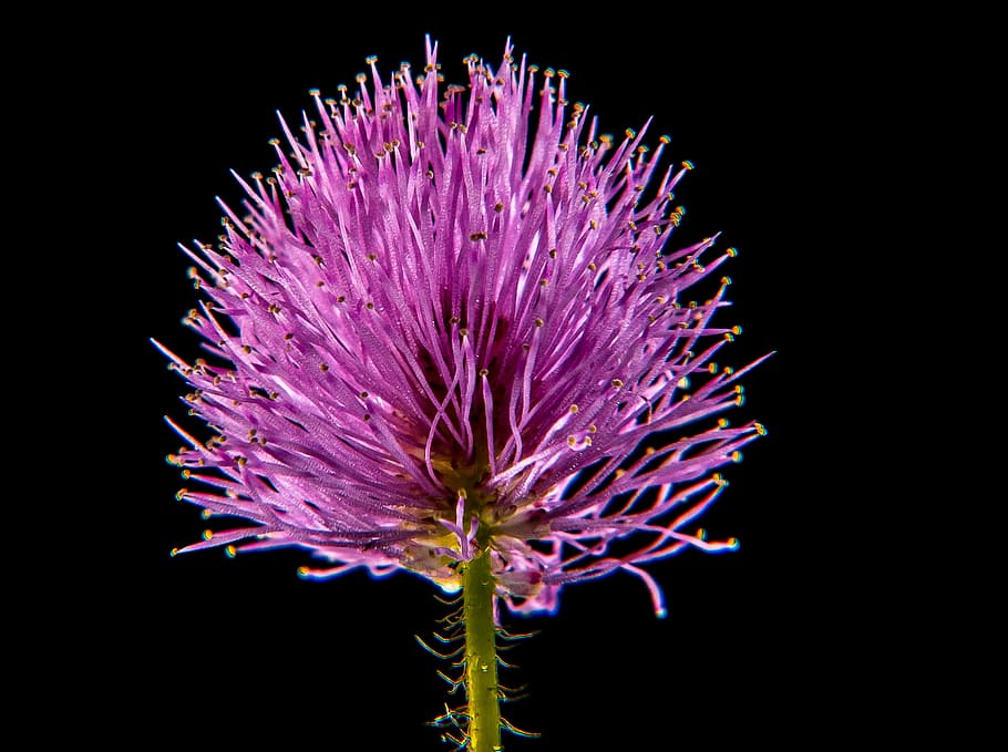 Small, Flower, Flower, Macro, small flower, purple, fragility HD wallpaper