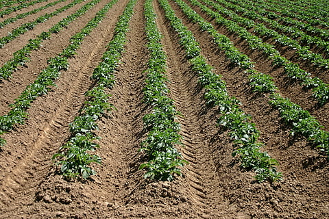 field of green plants during daytime, Arable, Field, Potato HD wallpaper