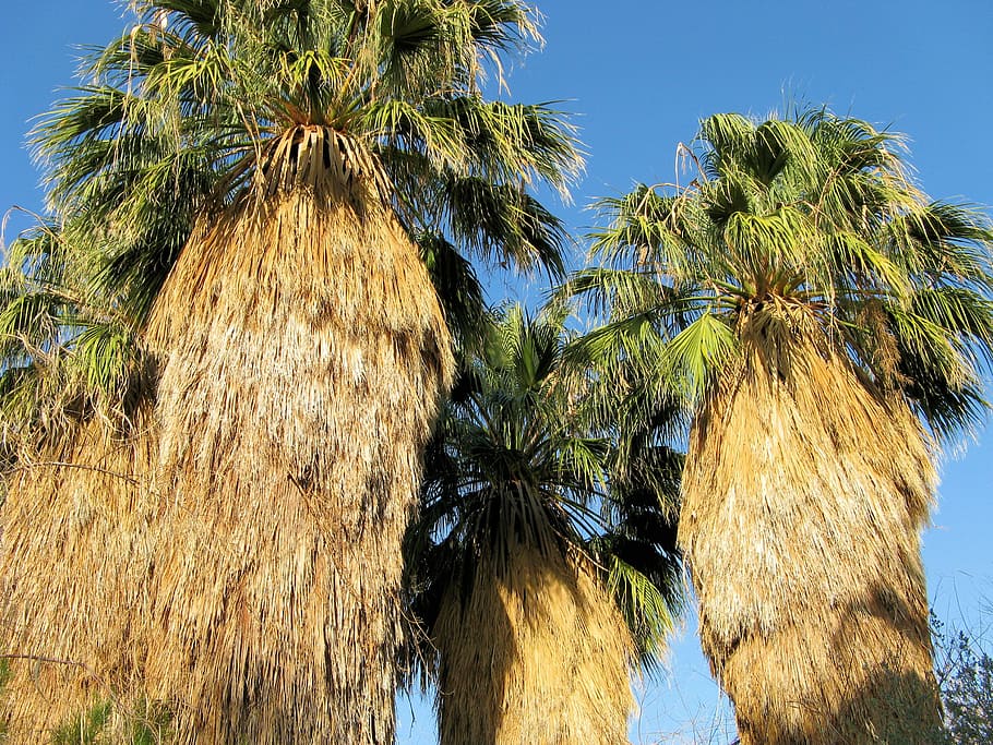 palm trees, palms, tropical, tropical climate, plant, growth HD wallpaper