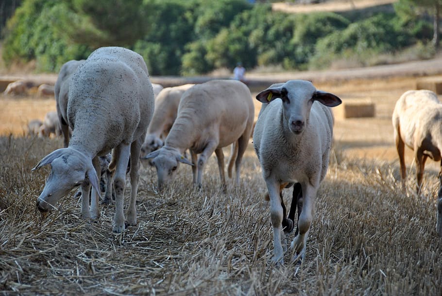 sheep, goat, nature, flock, farm, animal, farm animal, wool HD wallpaper