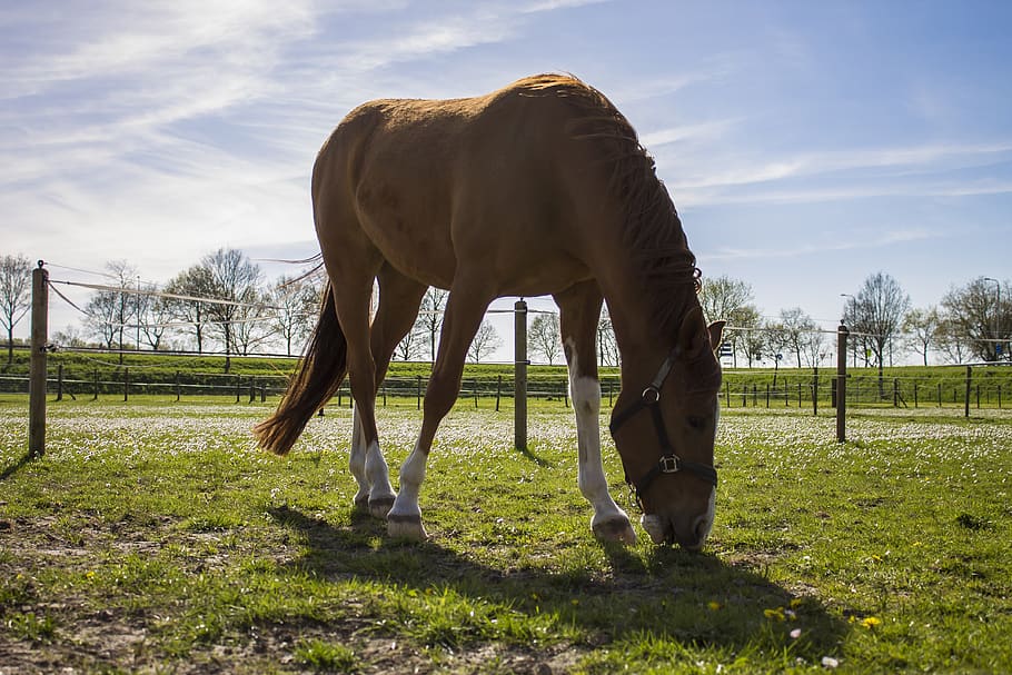 horse, spring, brown, blue sky, muzzle, grass, air, view, clouds HD wallpaper