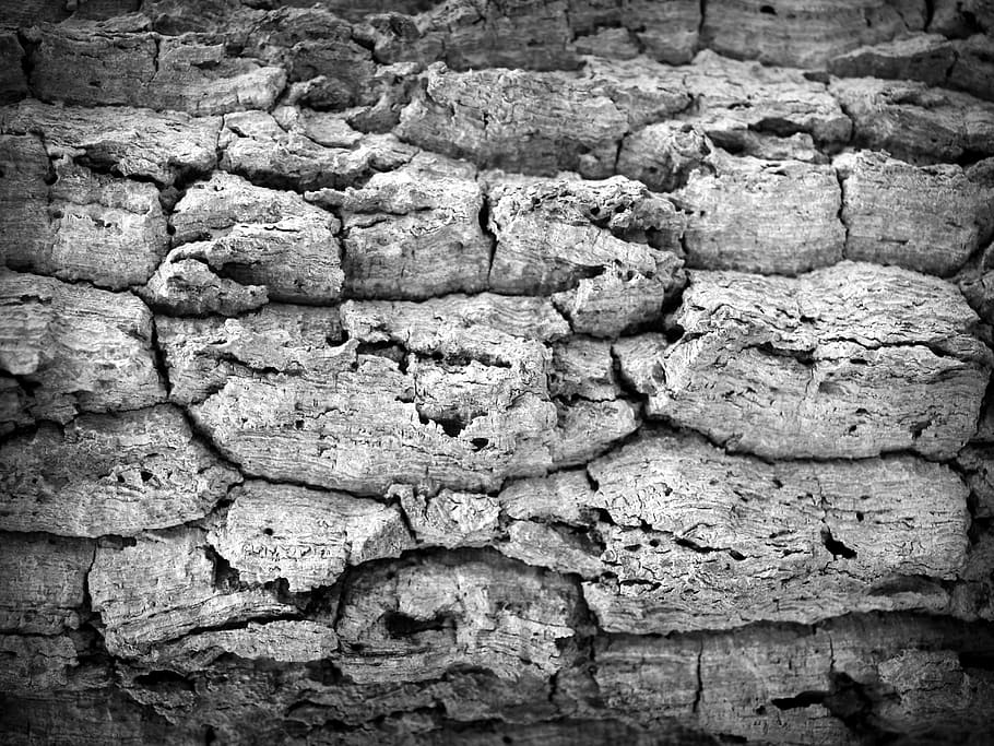 grayscale photography of tree bark, wood, pine, background HD wallpaper