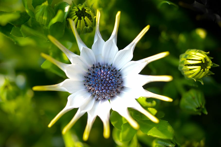 nature, flora, flower, leaf, summer, garden, floral, beautiful HD wallpaper