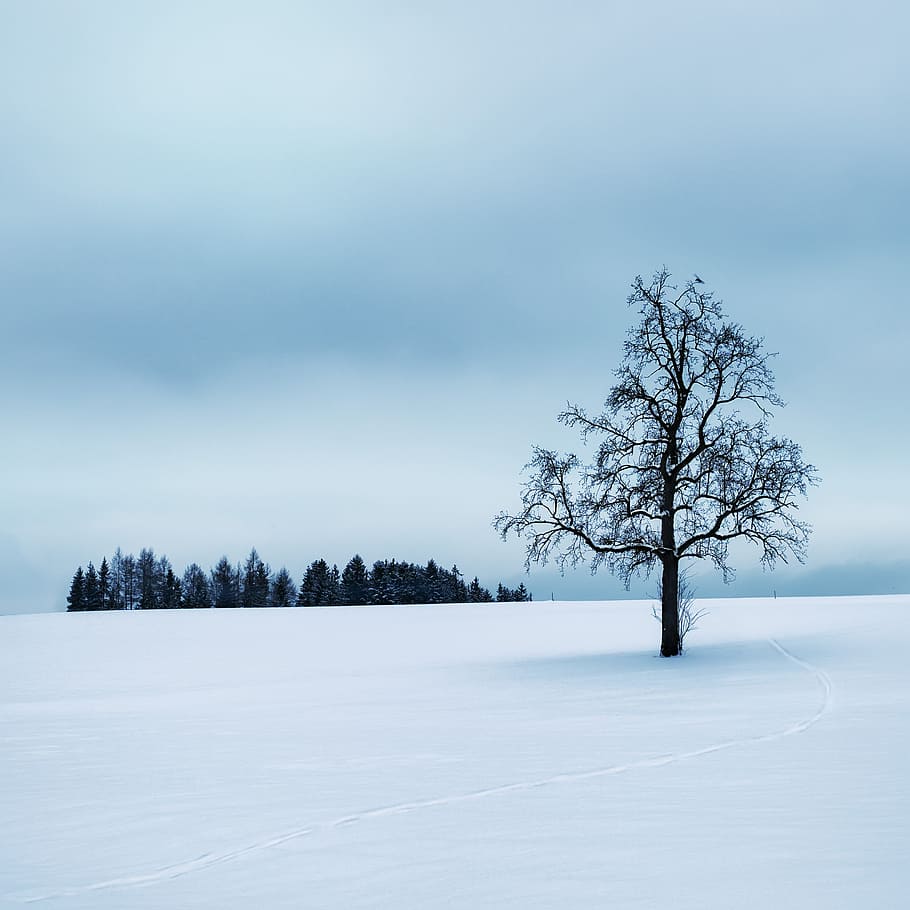 Tree Surrounded by Snow, austria, forest, zing, frost, frosty HD wallpaper