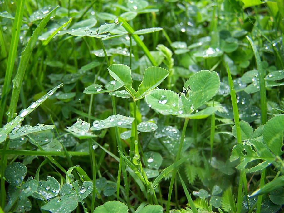 clover, rosa, meadow, grass, green, drops, rain, blade, natural HD wallpaper