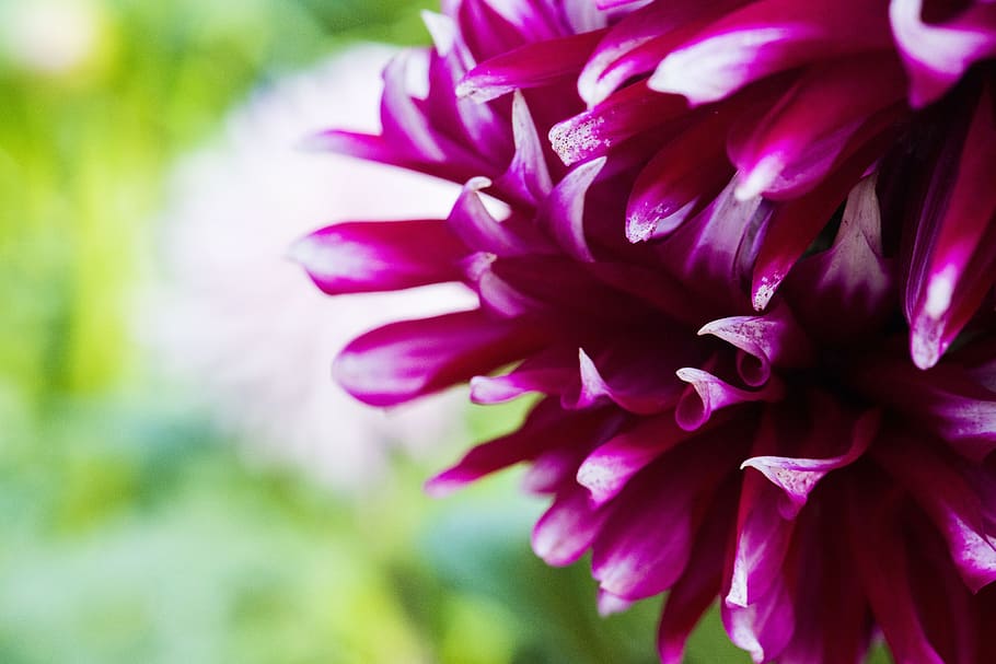 aster, spring, fresh flowers, purple, bloom, blossom, spring flower HD wallpaper