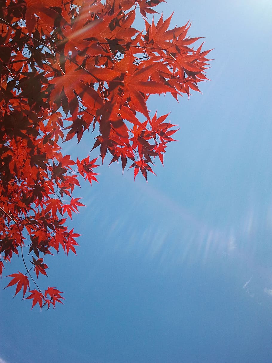 autumn, red, tree, japanese, blue skye, leaf, plant part, change HD wallpaper