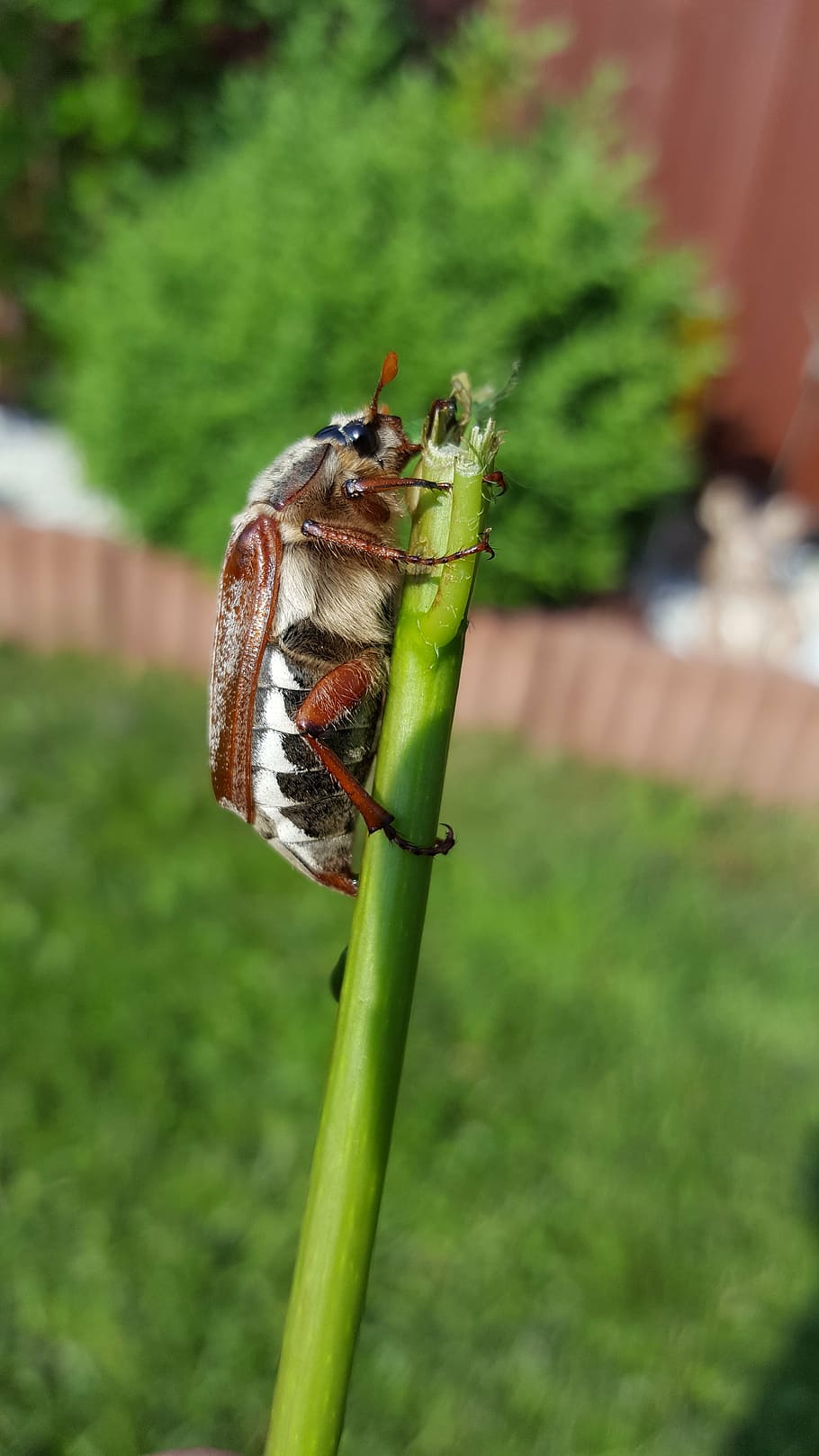 maikäfer, beetle, crawl, chafer, krabbeltier, may, spring HD wallpaper