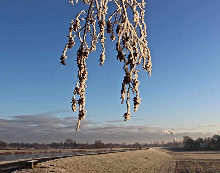 winter, cold, nature, aesthetic, frost, frozen, leaf, winter magic HD wallpaper