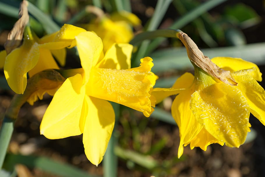 Daffodils, Flower, Yellow, Macro, Nature, green, spring, ice HD wallpaper