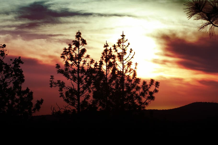 Sunset, Tree, Clouds, Nature, sky, landscape, evening, sundown HD wallpaper