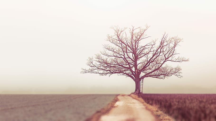 bare tree during daytime, withered tree beside empty road at daytime HD wallpaper