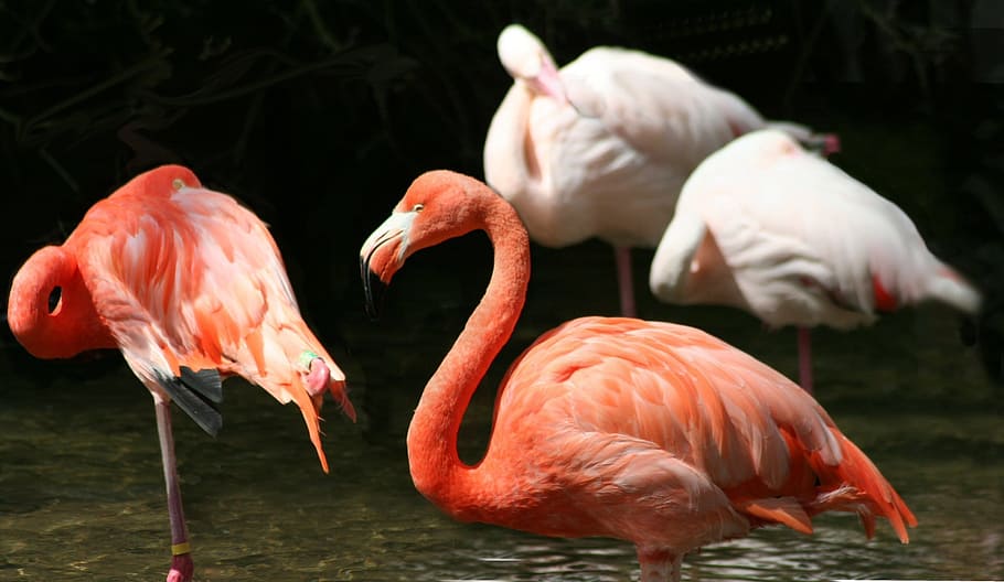 four flamingos on body of water, Lesser, Bird, Pink, Colour HD wallpaper