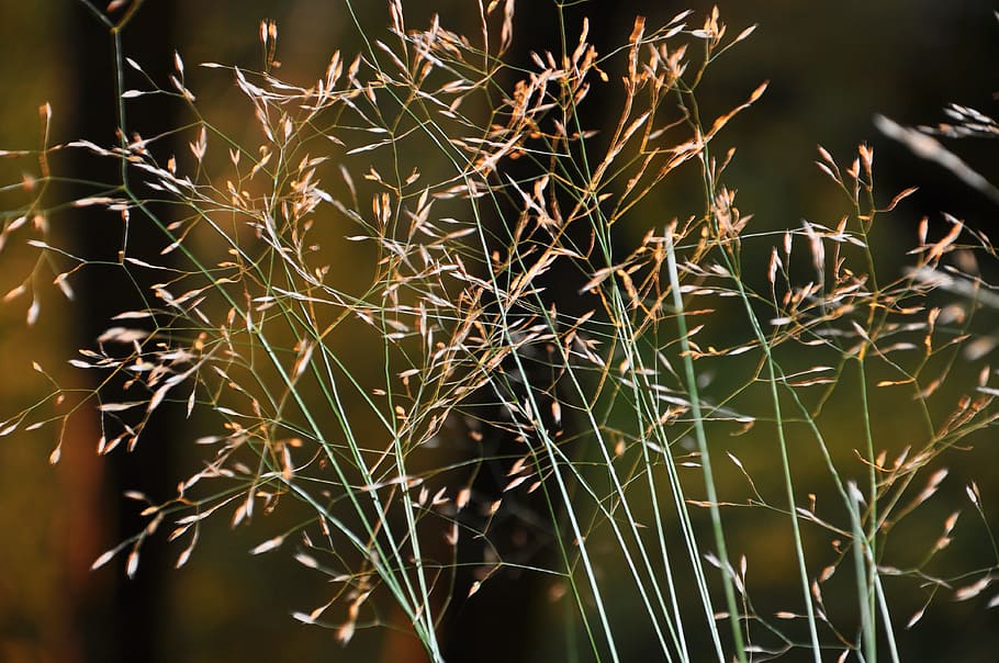Grass, Plant, Nature, close-up, macro, outdoors, summer, no people HD wallpaper