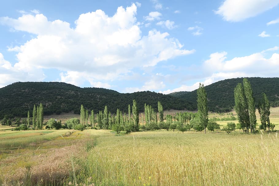 attachment, wheat, forest, landscape, landscape nature, plant HD wallpaper
