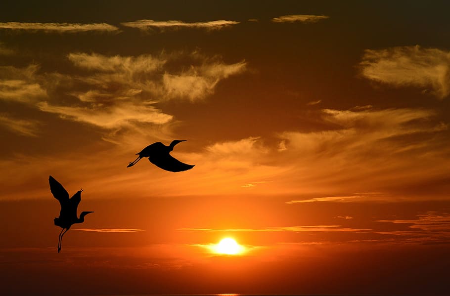 silhouette photography of two flying storks, sunset, dusk, evening HD wallpaper