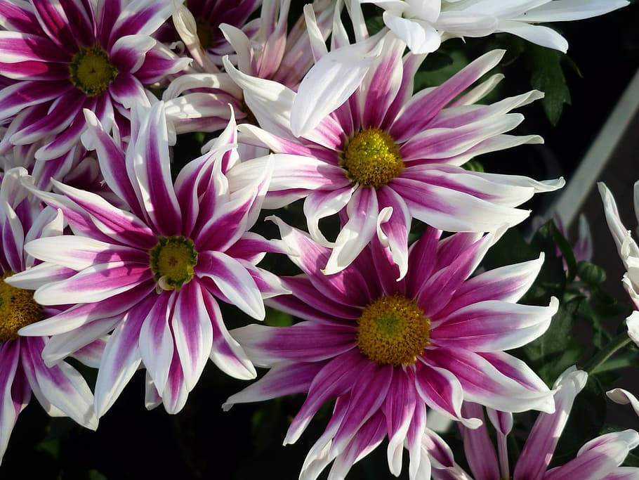 aster, white, reddish, striped, flowers, garden plant, summer HD wallpaper
