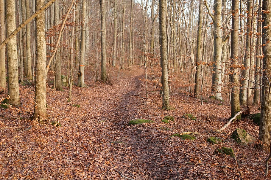 Beech Forest, Path, Tribes, nature, tree, autumn, sweden, woodland HD wallpaper