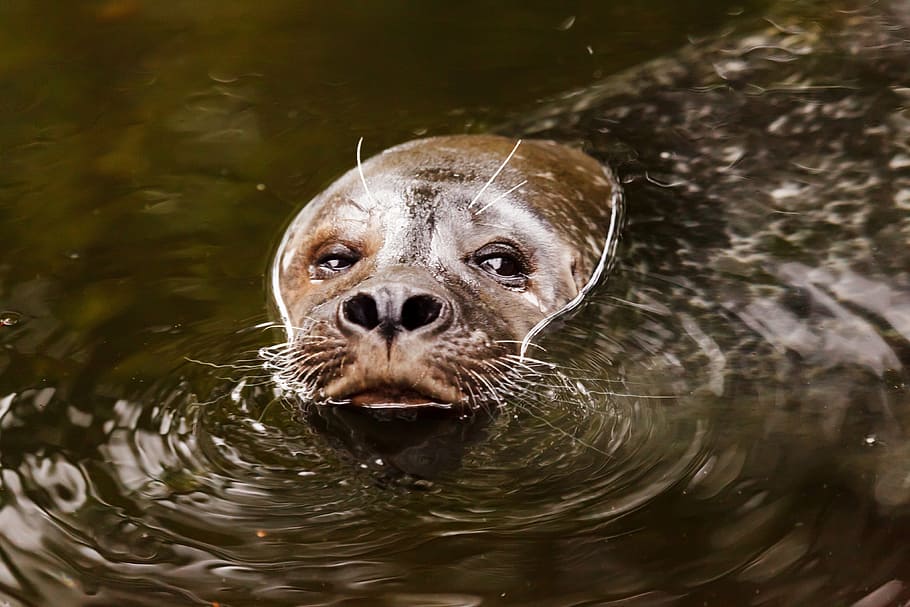 sealion on body of water, animal, aquatic, brown, eye, eyes, face, HD wallpaper