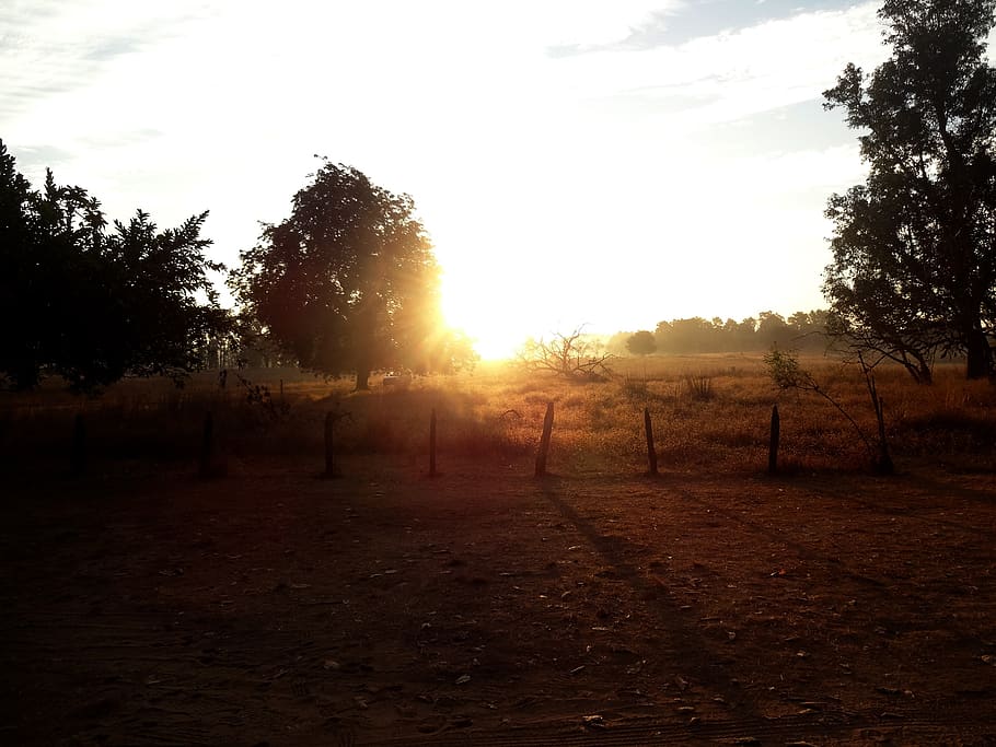forest, tree, sun, sky, plant, land, tranquility, tranquil scene HD wallpaper