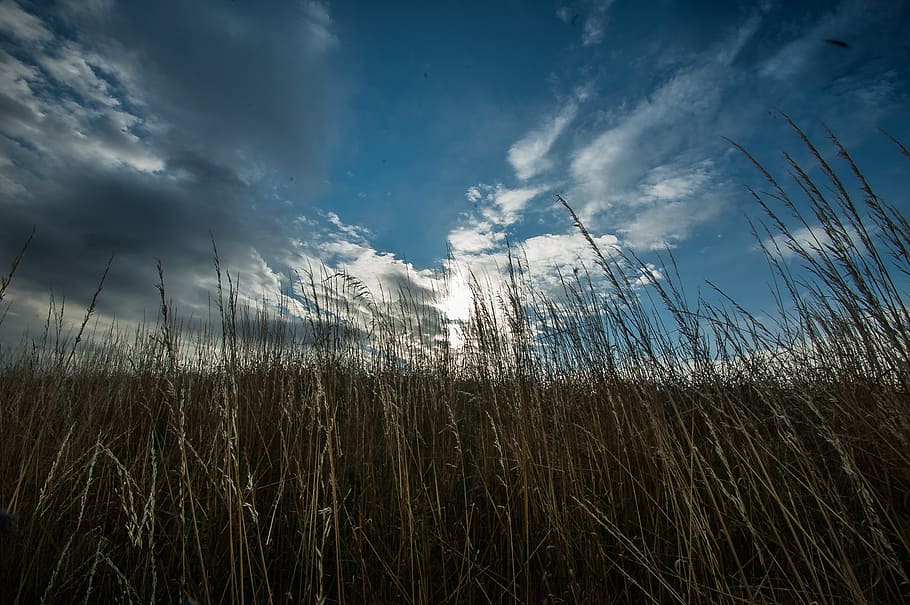 grass, clouds, horizon, nature, mood, landscape, sky, cloud - sky HD wallpaper