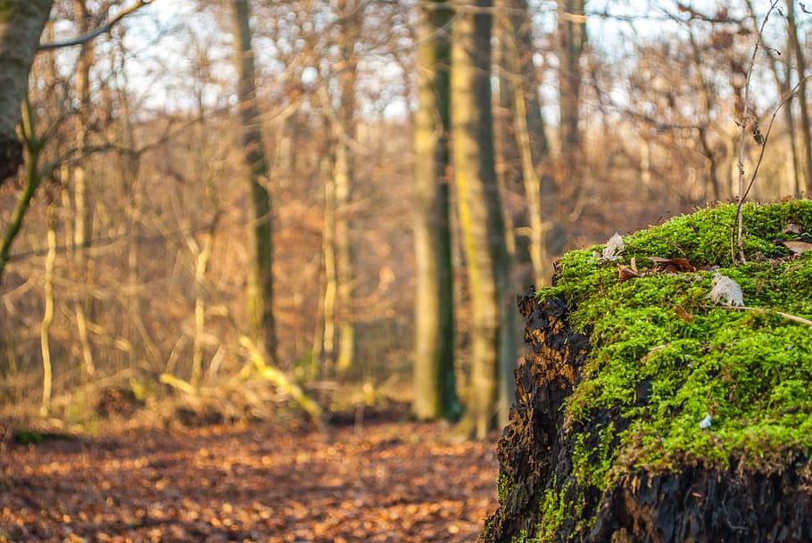 tree stump, moss, forest, lichen, autumn, nature, bemoost, plant HD wallpaper